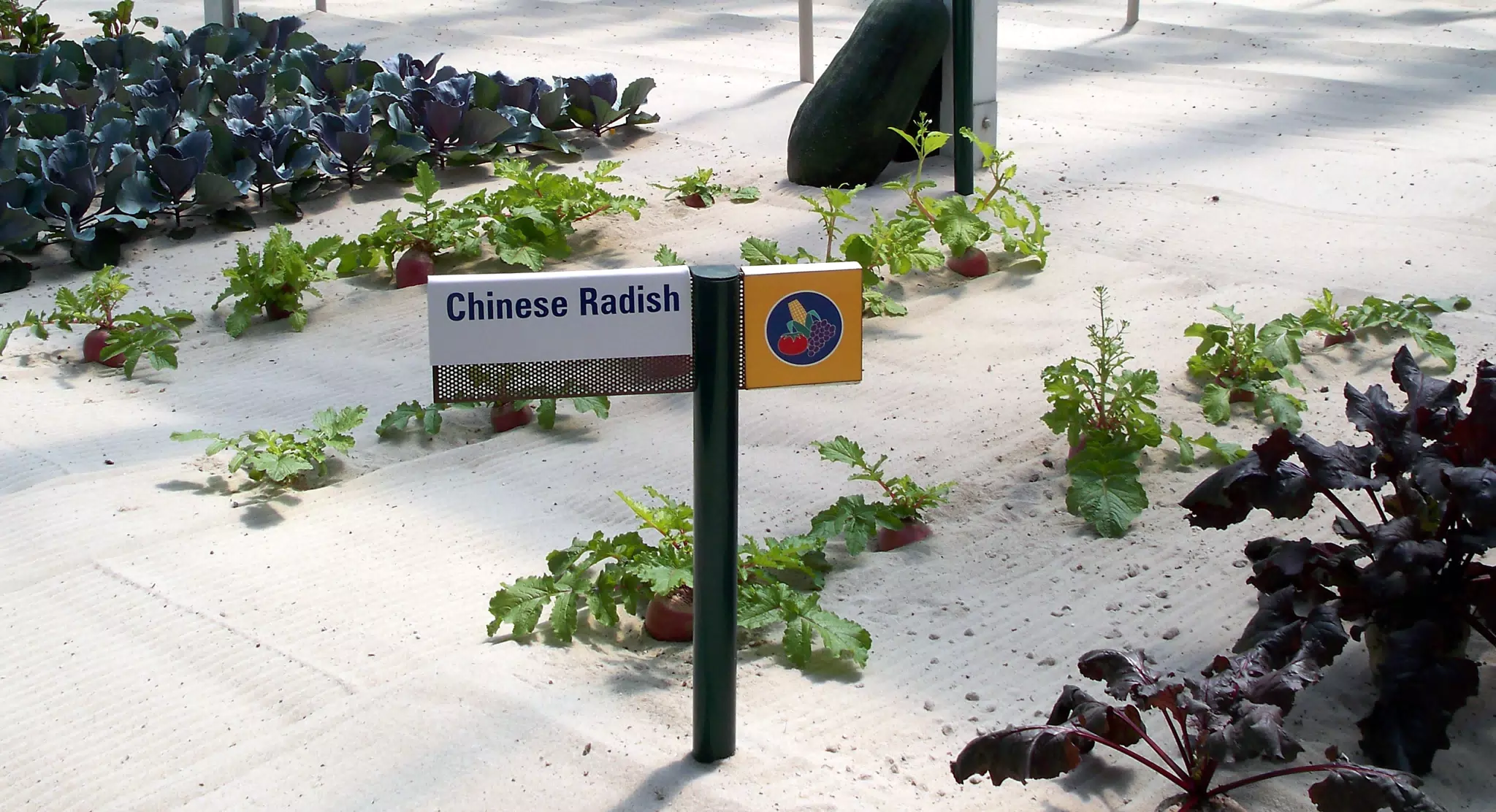 Chinese Radish in Disneys The Land Greenhouse