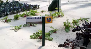 Chinese Radish in Disneys The Land Greenhouse