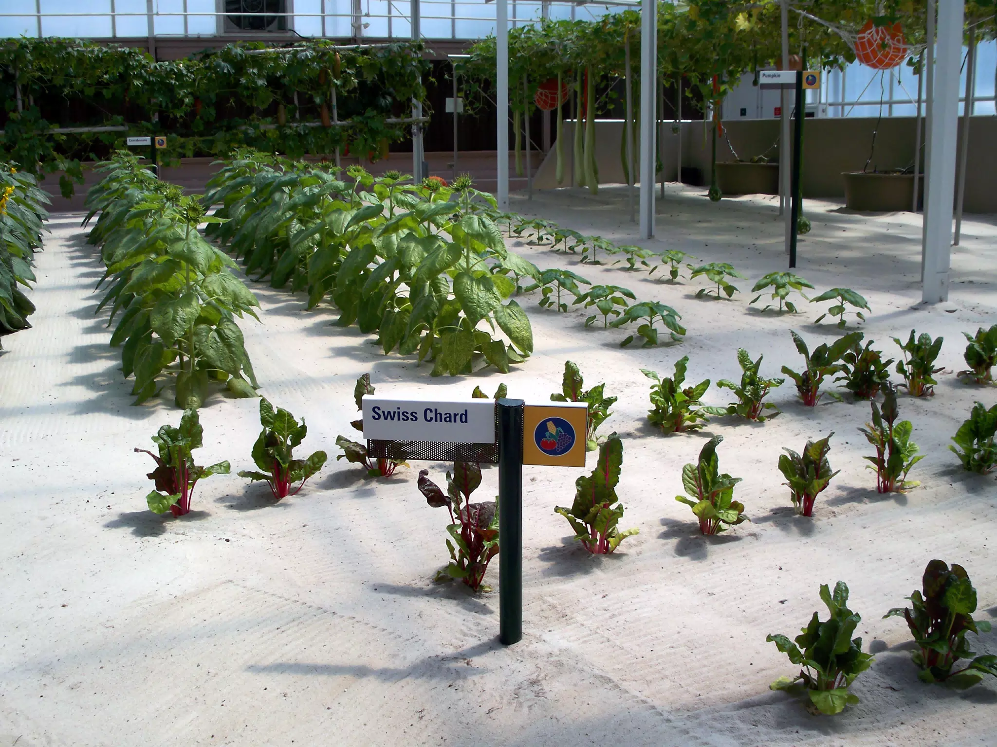 Swiss Chard and Sunflowers in Disneys The Land Greenhouse