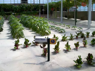 Swiss Chard and Sunflowers in Disneys The Land Greenhouse