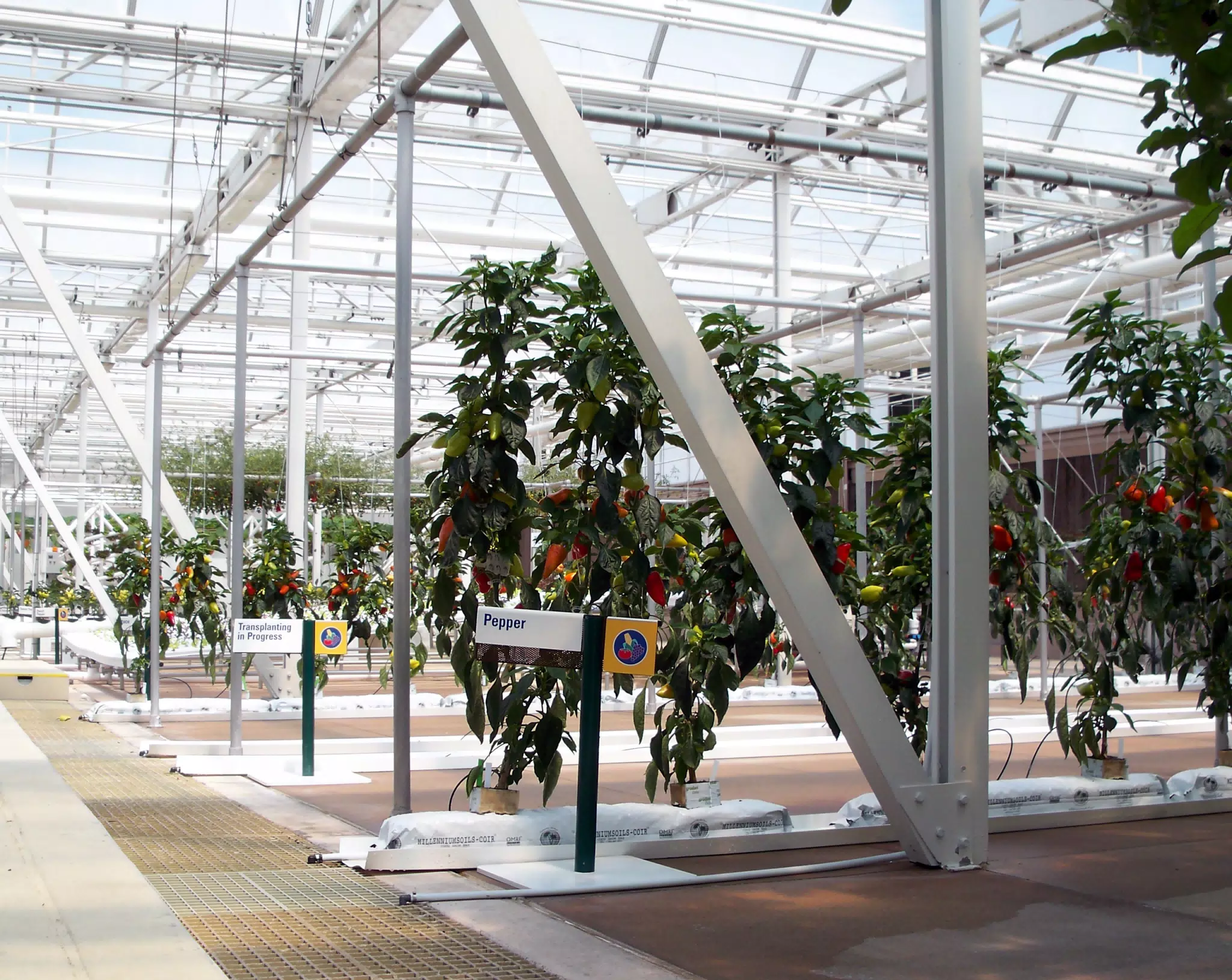 Triton Peppers in Disneys The Land Greenhouse