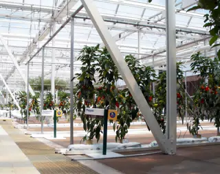 Triton Peppers in Disneys The Land Greenhouse