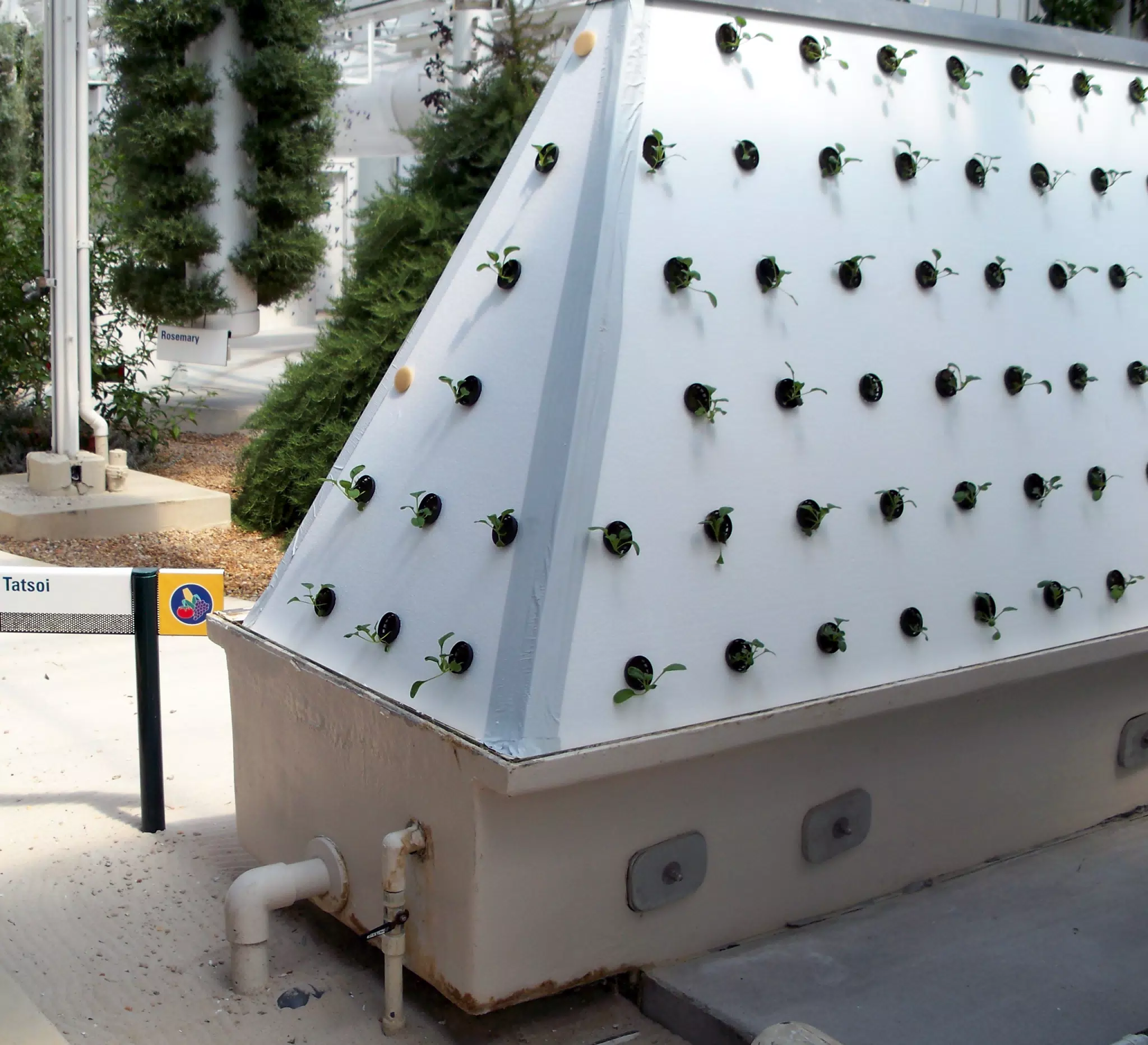 Tatsoi Grown Using Aeroponics in Disneys The Land Greenhouse