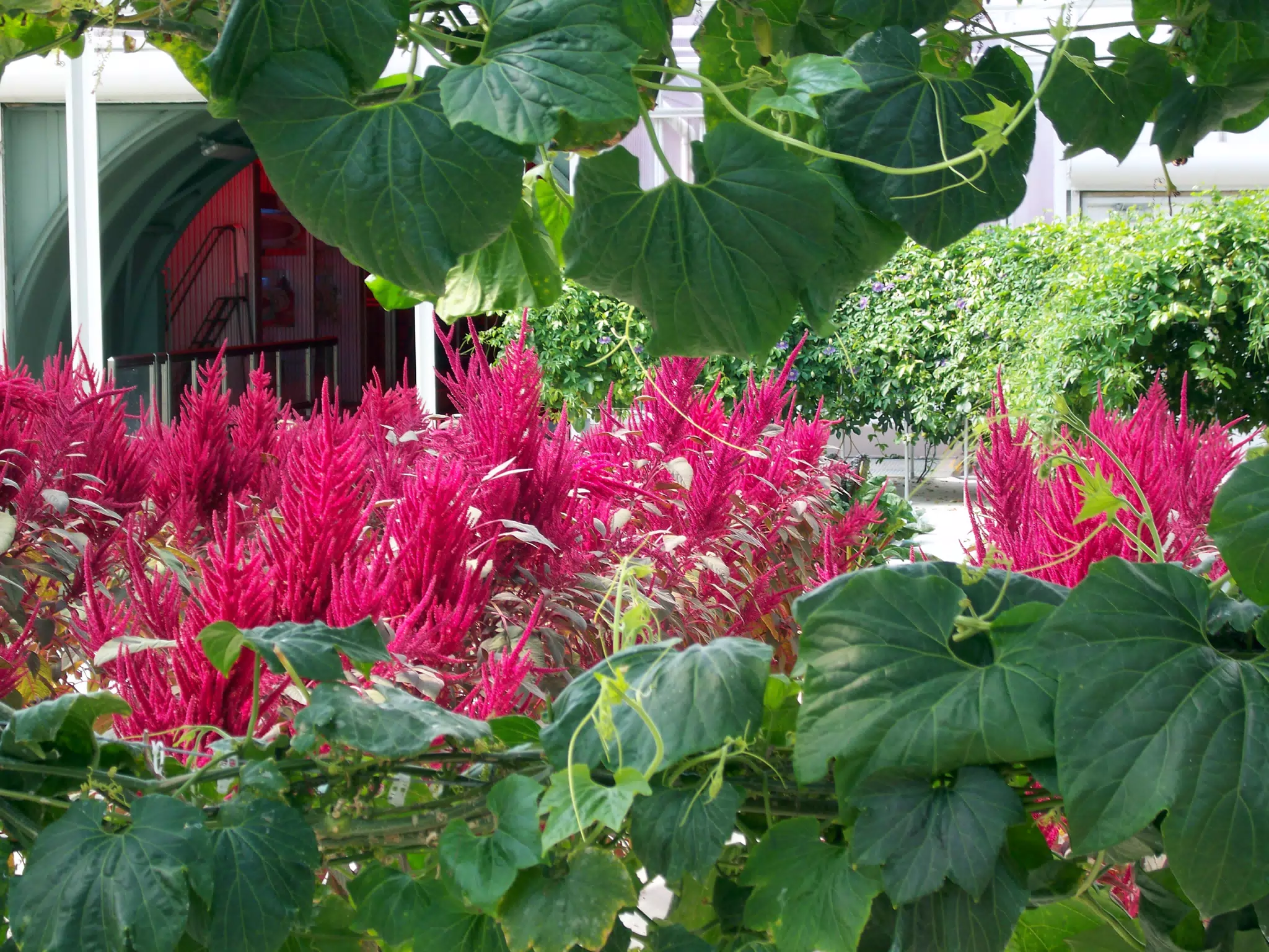 Amaranth from Walking Area in Disneys The Land Greenhouse