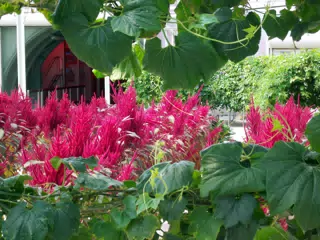 Amaranth from Walking Area in Disneys The Land Greenhouse
