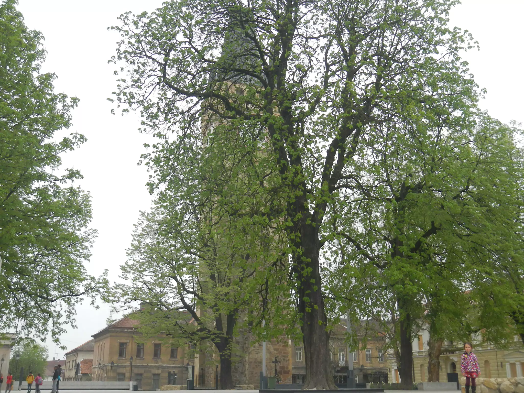 DSCN5731