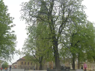DSCN5731