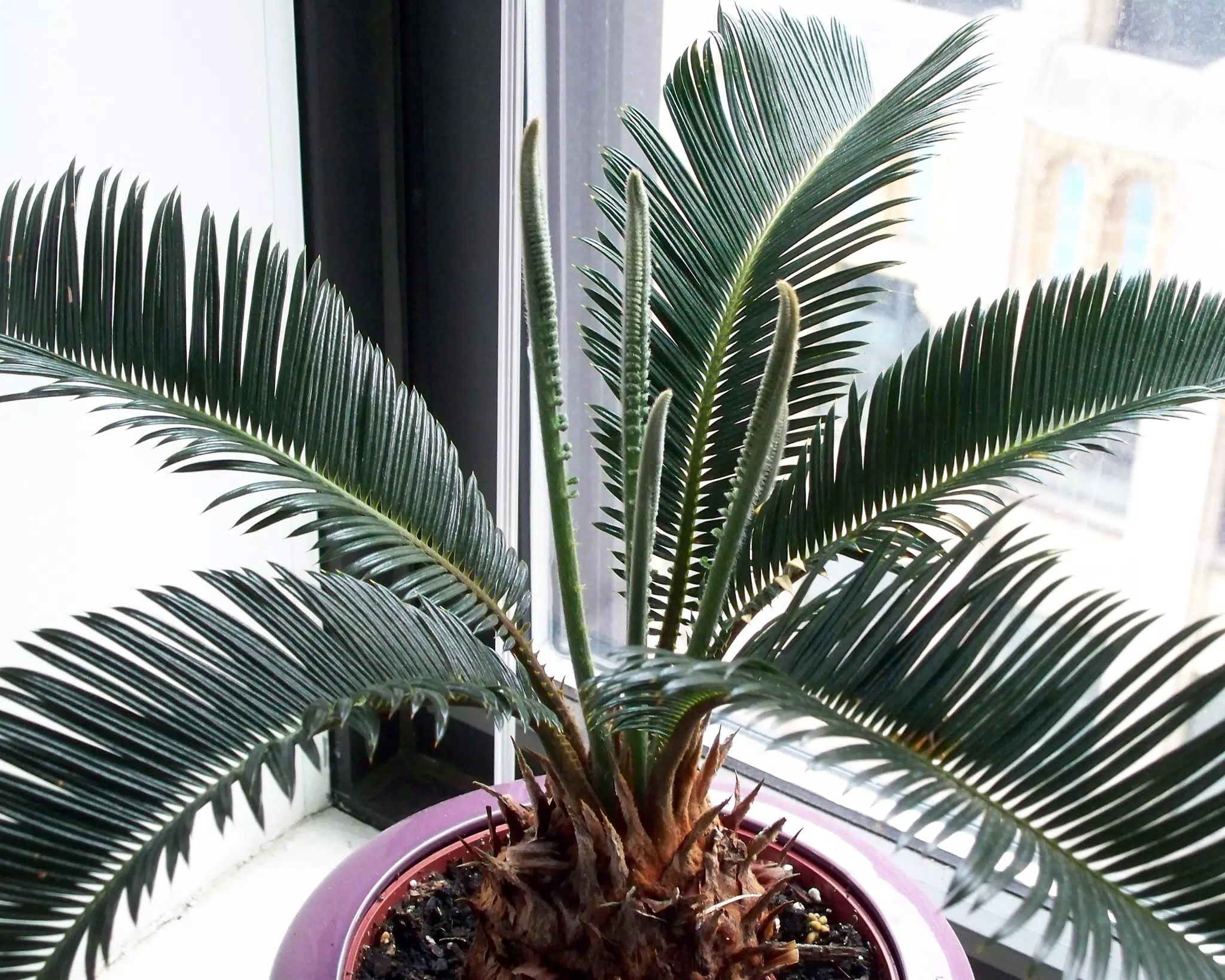 Cycas Plant Growth