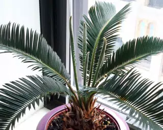 Cycas Plant Growth
