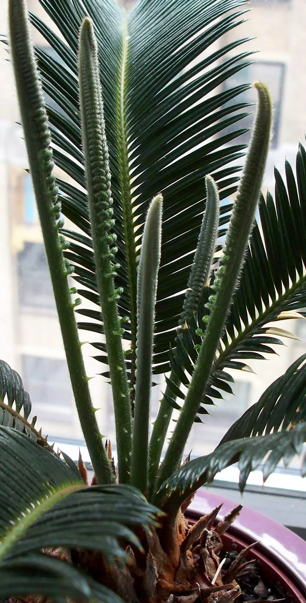 New Growth Section of Cycas Plant