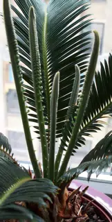 New Growth Section of Cycas Plant