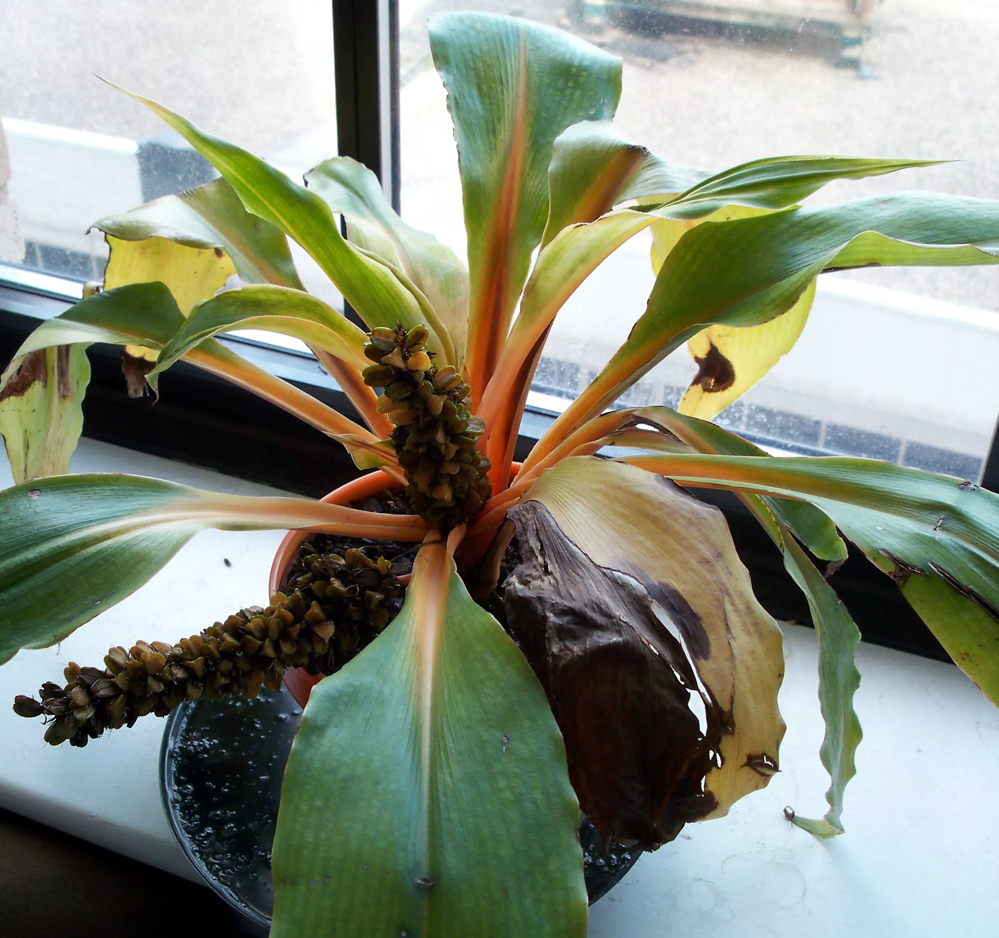 Our Mandarin Plant