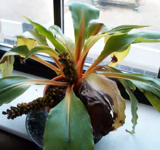Our Mandarin Plant