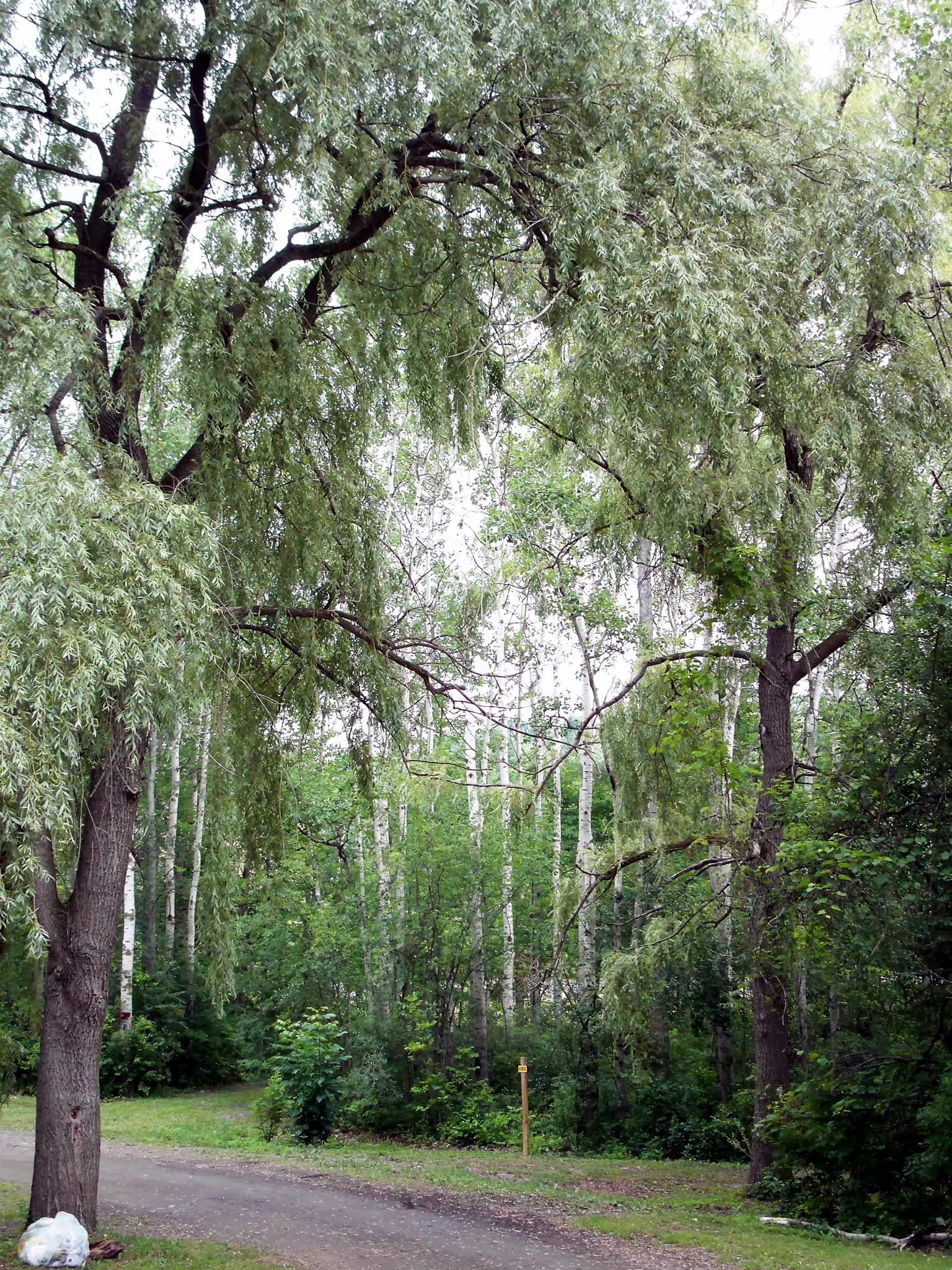 Trees at the Watkins Glen KOA