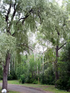 Trees at the Watkins Glen KOA