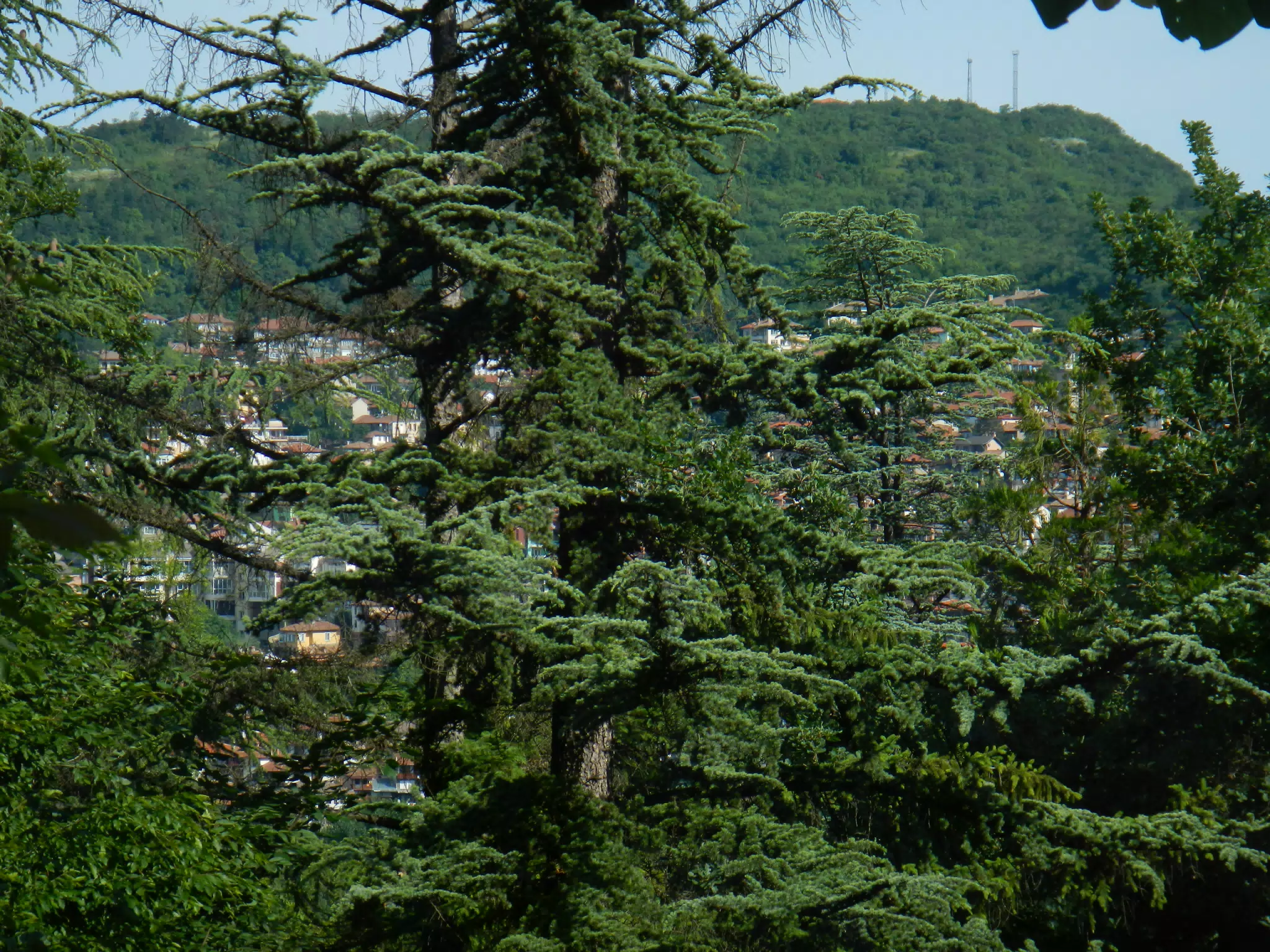 DSCN6093