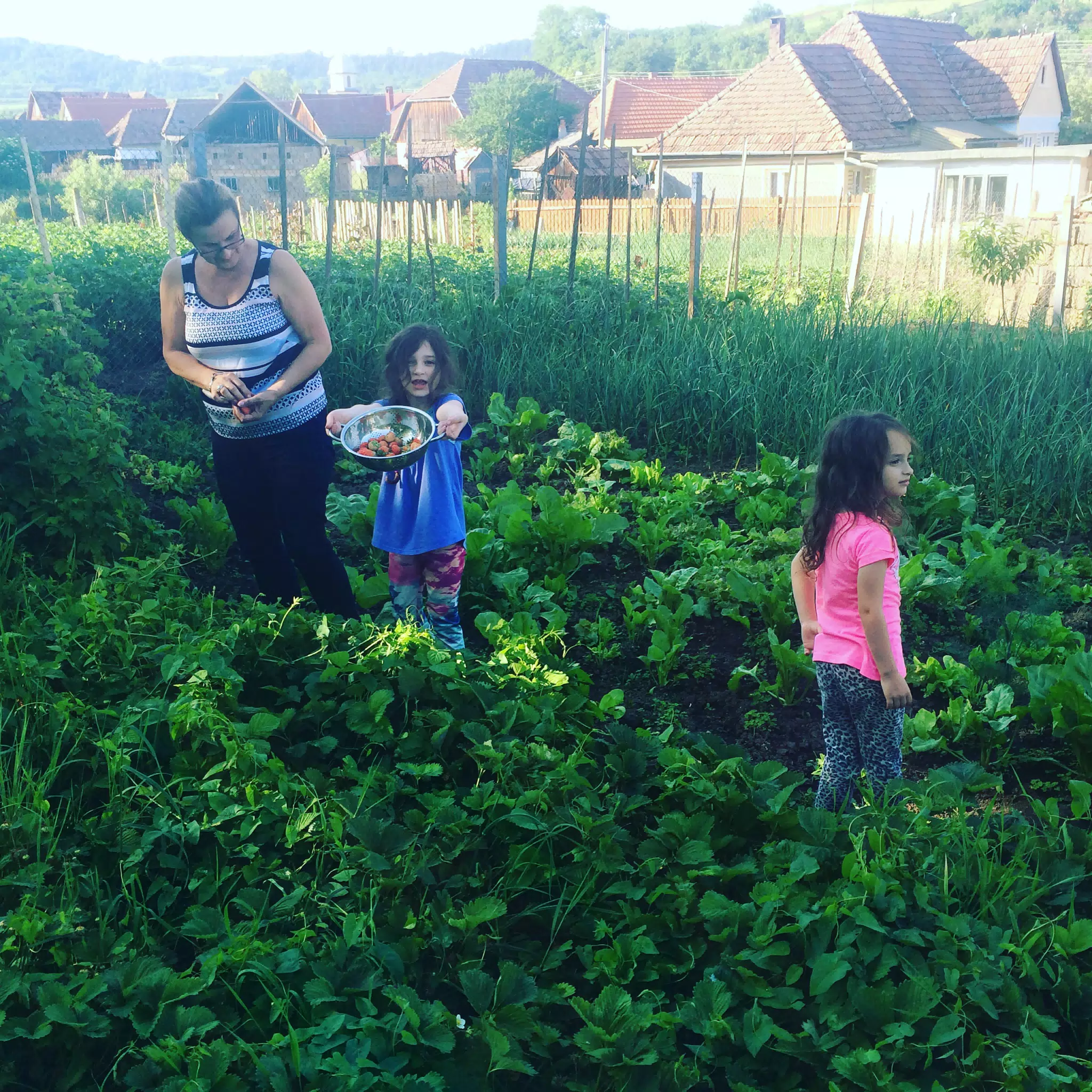 Picking Strawberries in Transylvania