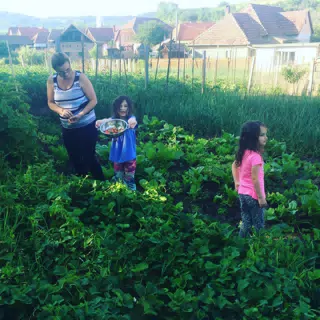 Picking Strawberries in Transylvania