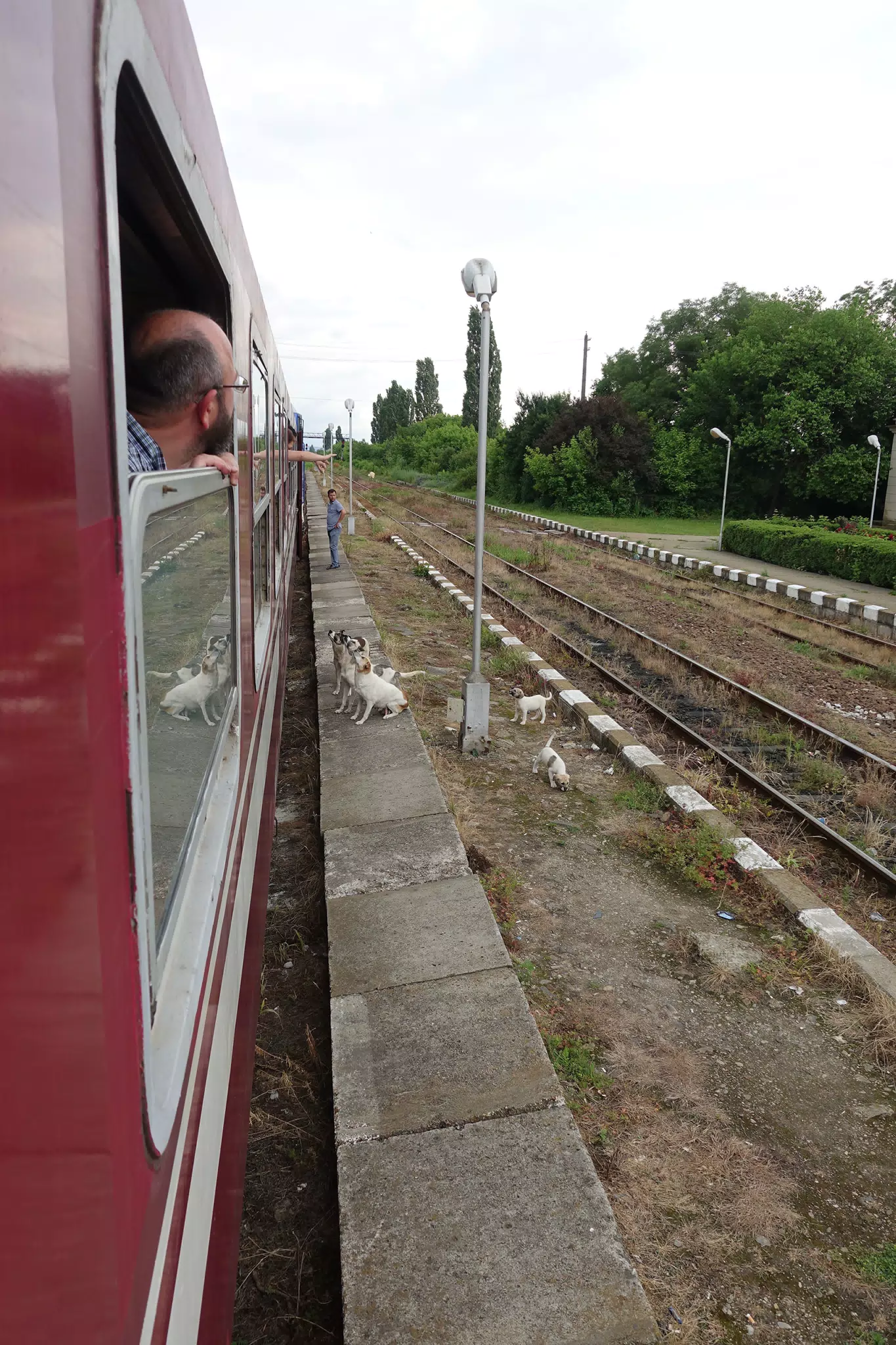 Dogs Seem to Love Romanian Trains