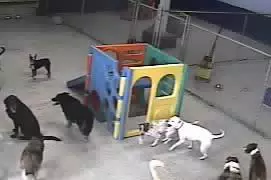 Oreo at Doggie Paradise