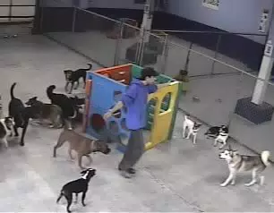 Oreo at Doggie Paradise