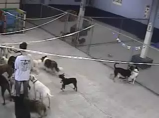 Oreo at Doggie Paradise