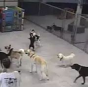 Oreo at Doggie Paradise