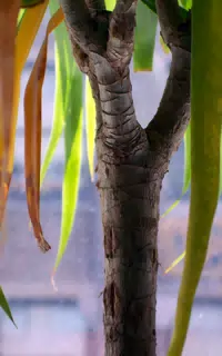 Detail of Tree Trunk