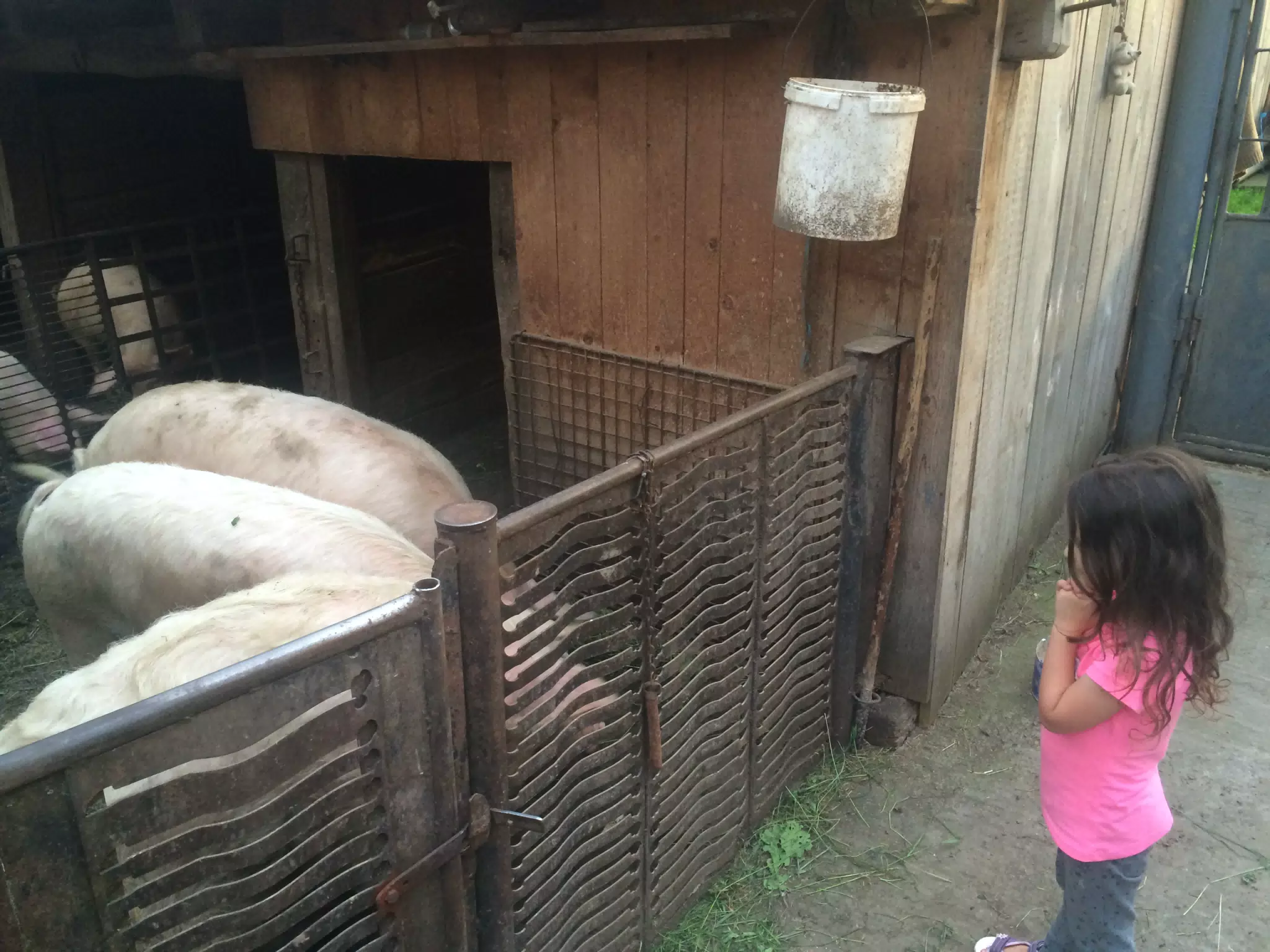 Luciana and the Pigs