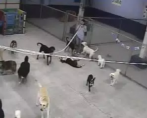 Oreo at Doggie Paradise