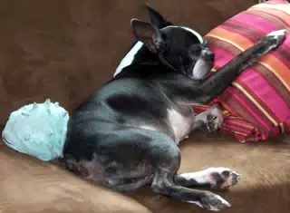Oreo Sleeping on Couch