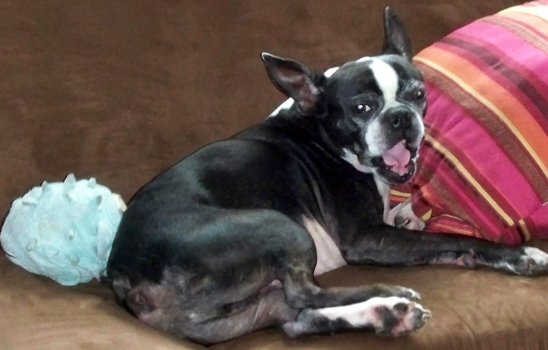 Oreo Yawning