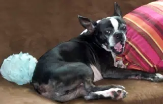Oreo Yawning