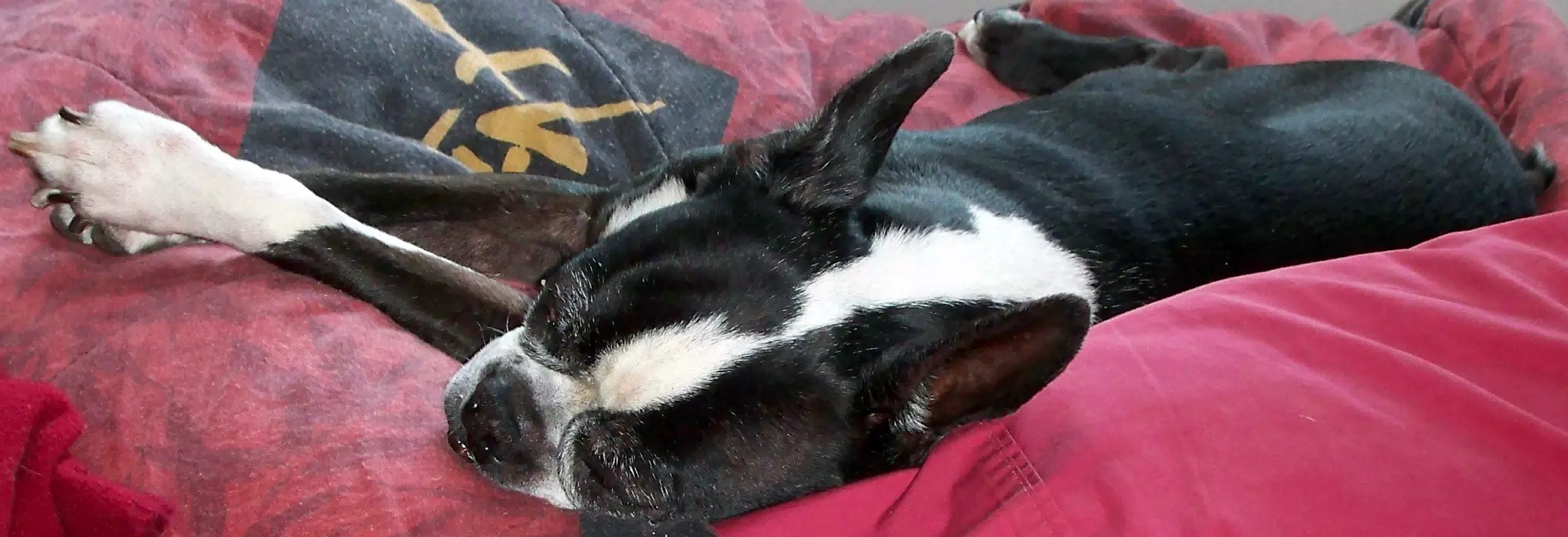 Oreo Asleep on a Mountain of Blankets