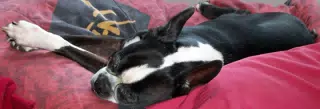 Oreo Asleep on a Mountain of Blankets