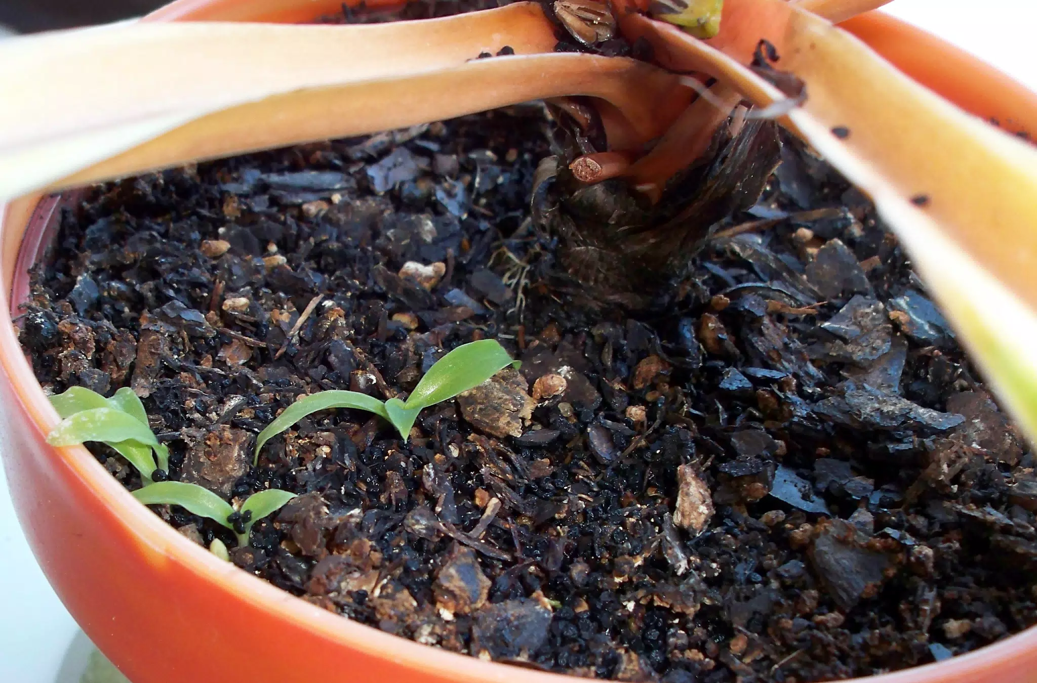 Baby Mandarin Plants