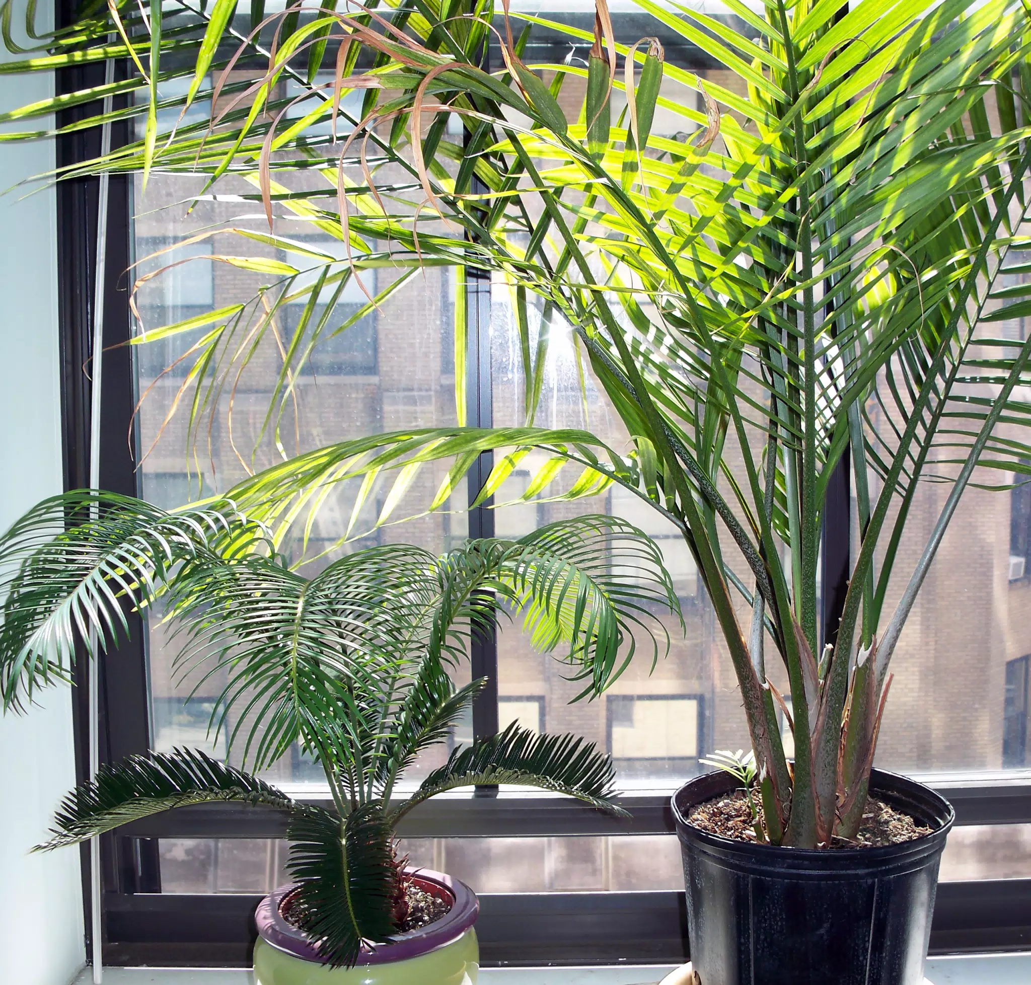 Healthy Plants in South Window