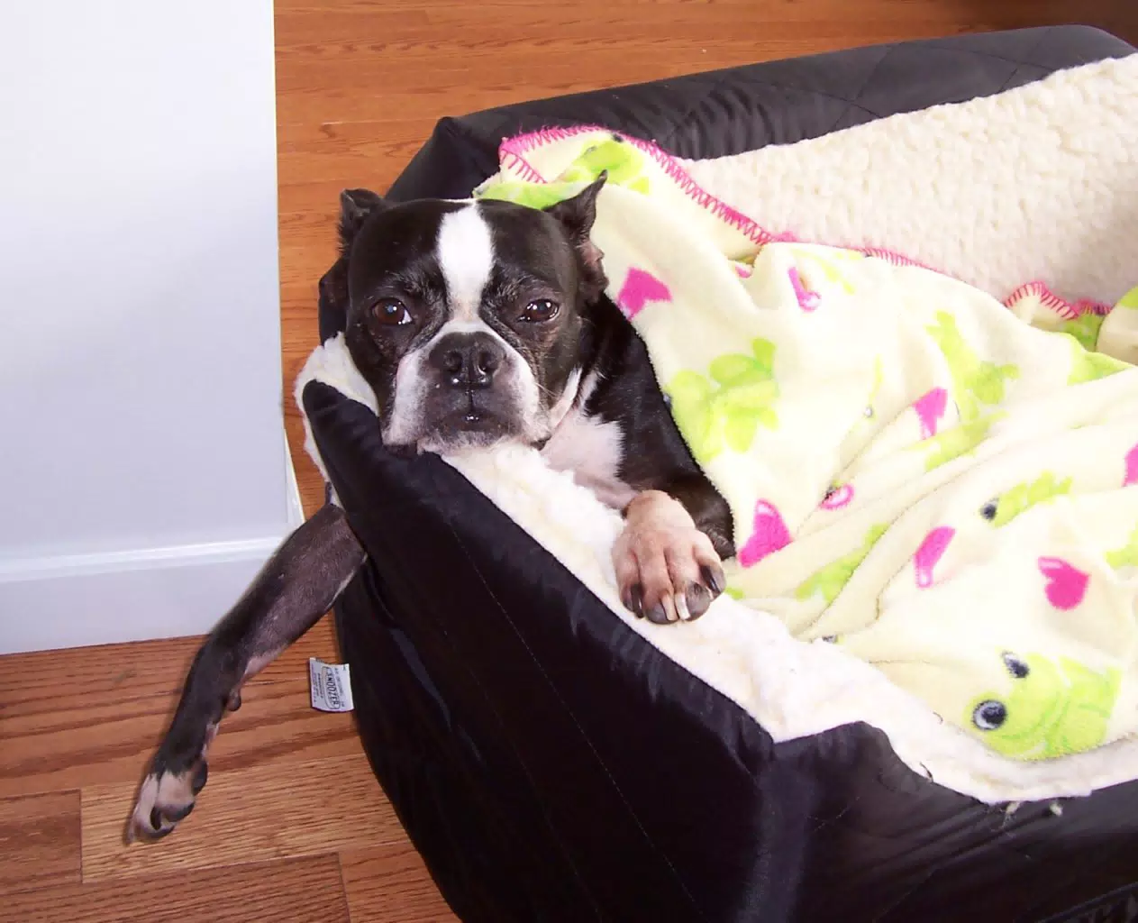 Oreo our Boston Terrier Lounging in his Car Seat