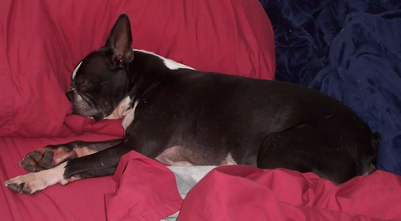 Oreo Stole Min's Pillow