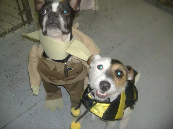 Oreo dressed up for Halloween