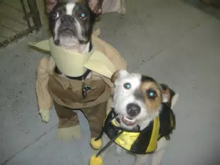 Oreo dressed up for Halloween
