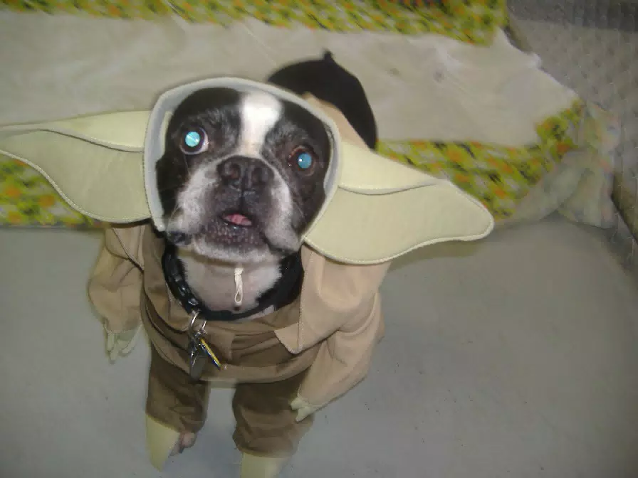 Oreo in his Yoda costume for Halloween