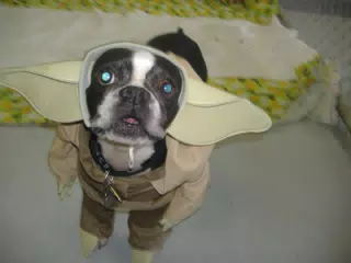 Oreo in his Yoda costume for Halloween