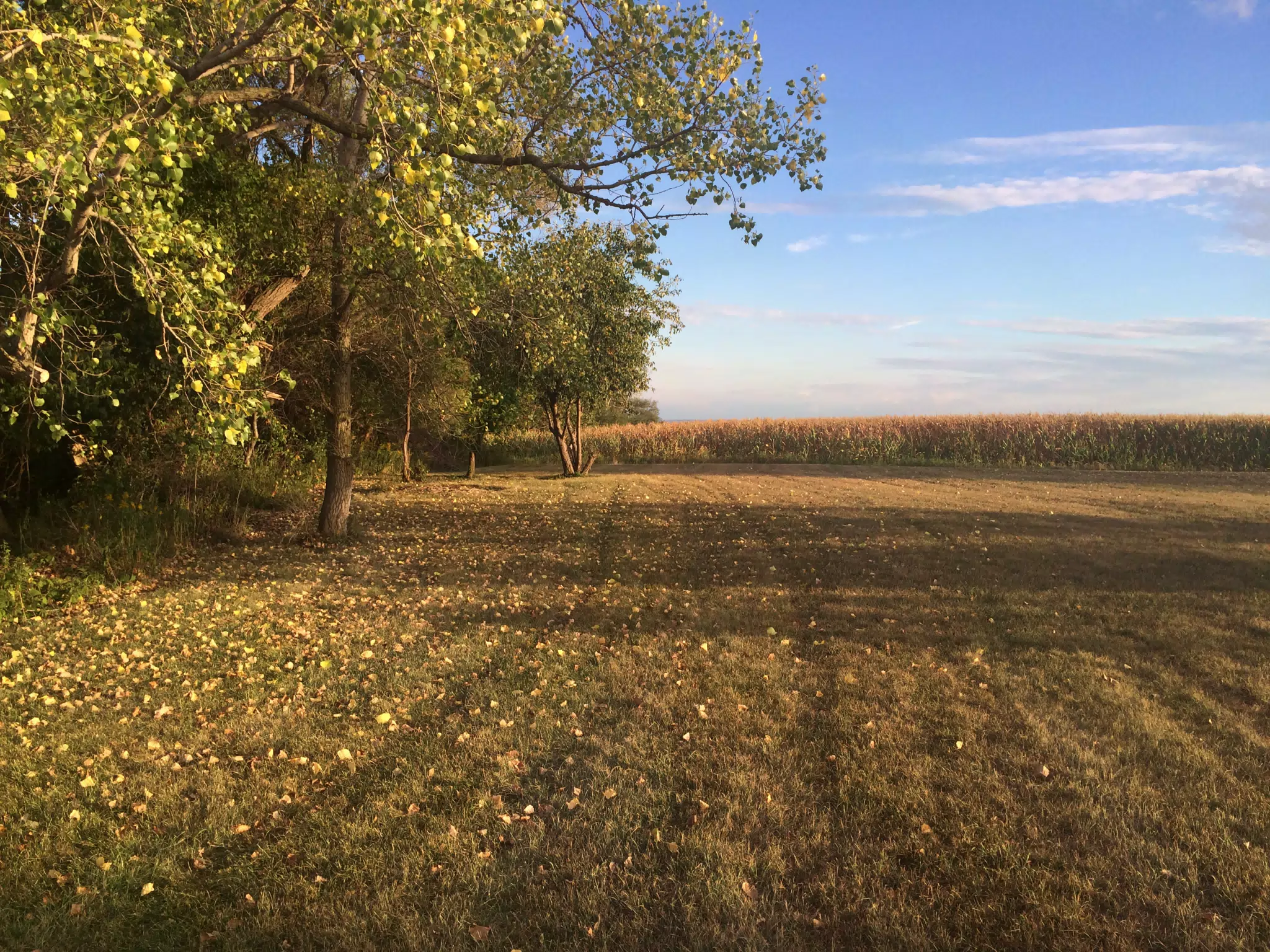 My Childhood Farm