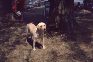 Sasha at Conesus Lake