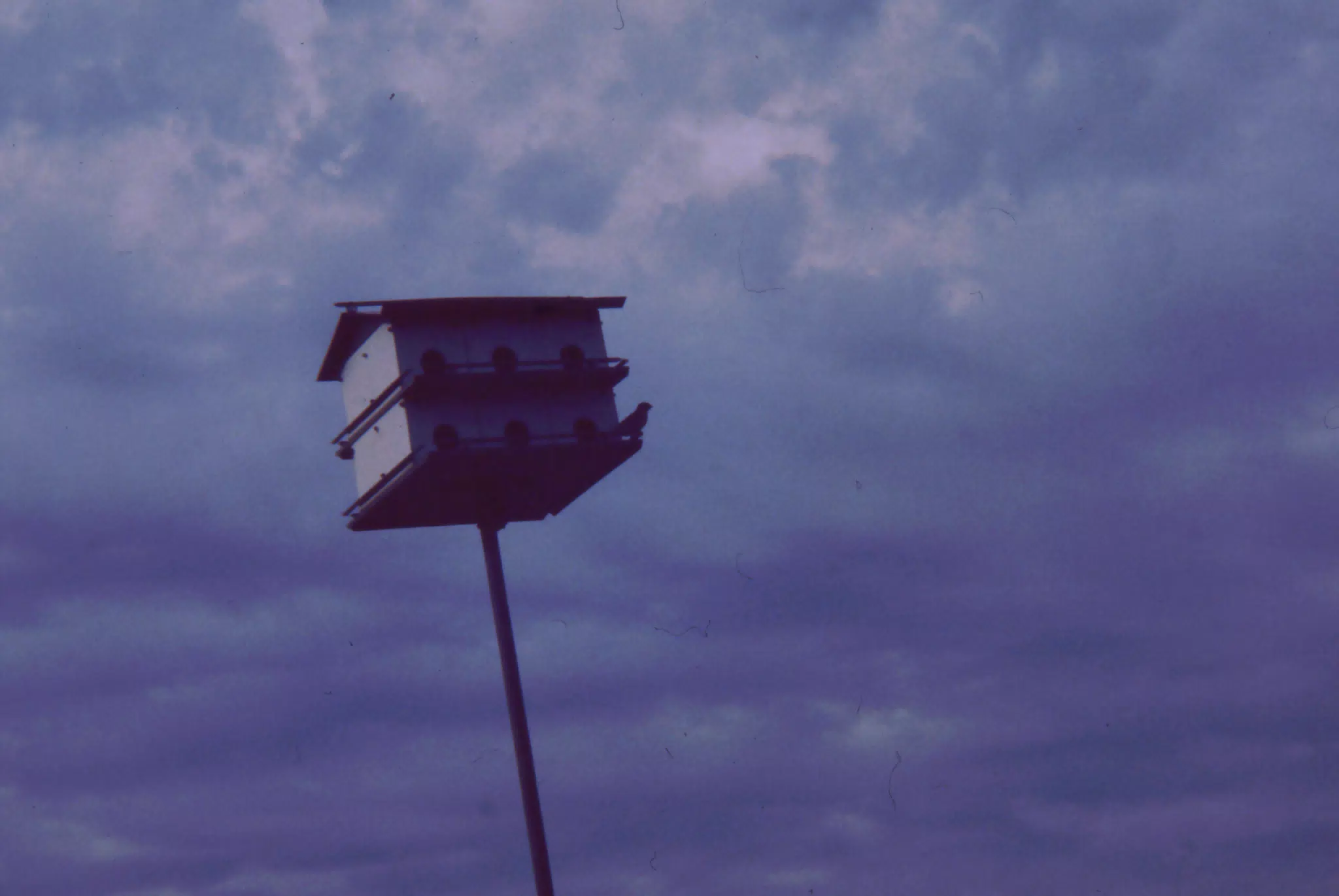 Bird House