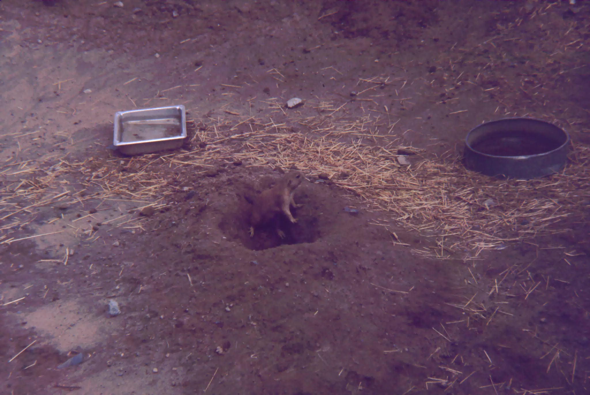Prairie Dog at the Zoo