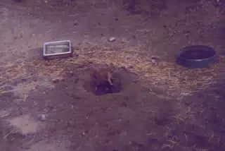 Prairie Dog at the Zoo