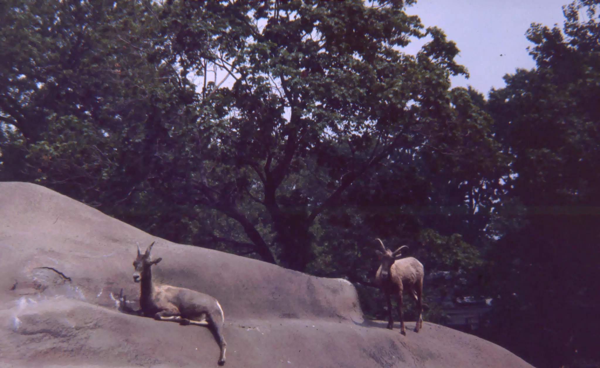 The Zoo