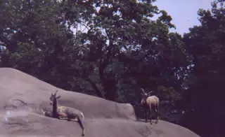 The Zoo
